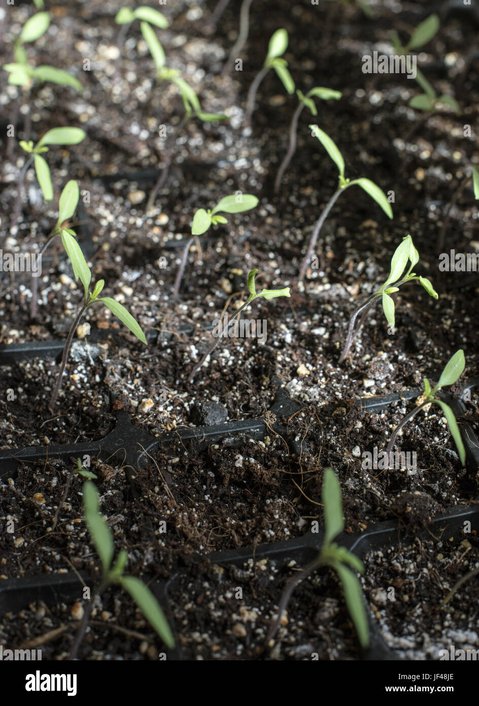 Eingemachte Tomatenpflanzen sprießen Stockfoto