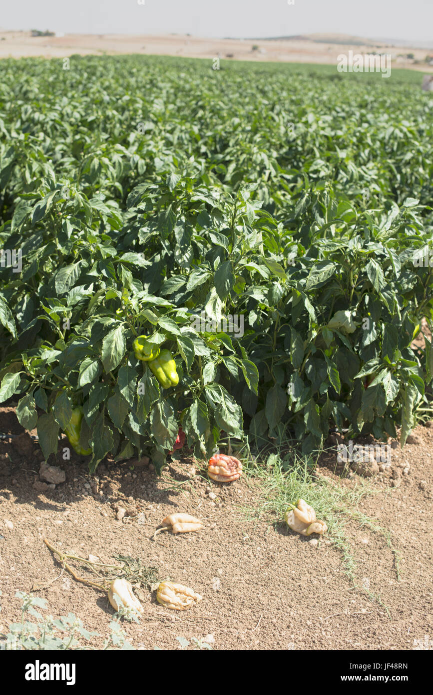 Wachsende Paprika in das Feld Stockfoto