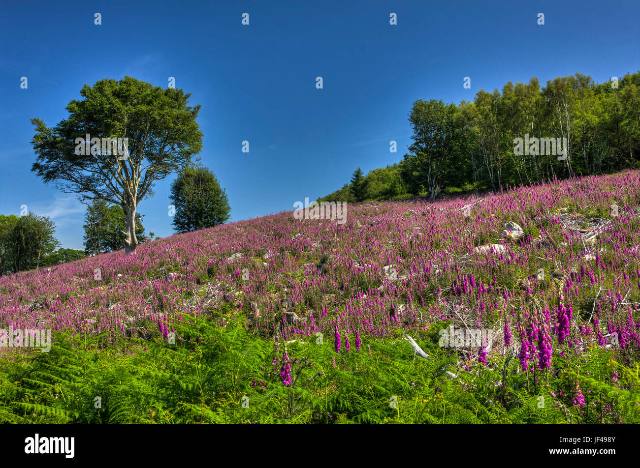 Ein Meer aus lila wie Fingerhut Abdeckung eines Hügels gefällt vor kurzem Wald in Southwick, Dumfries and Galloway, Schottland. Stockfoto