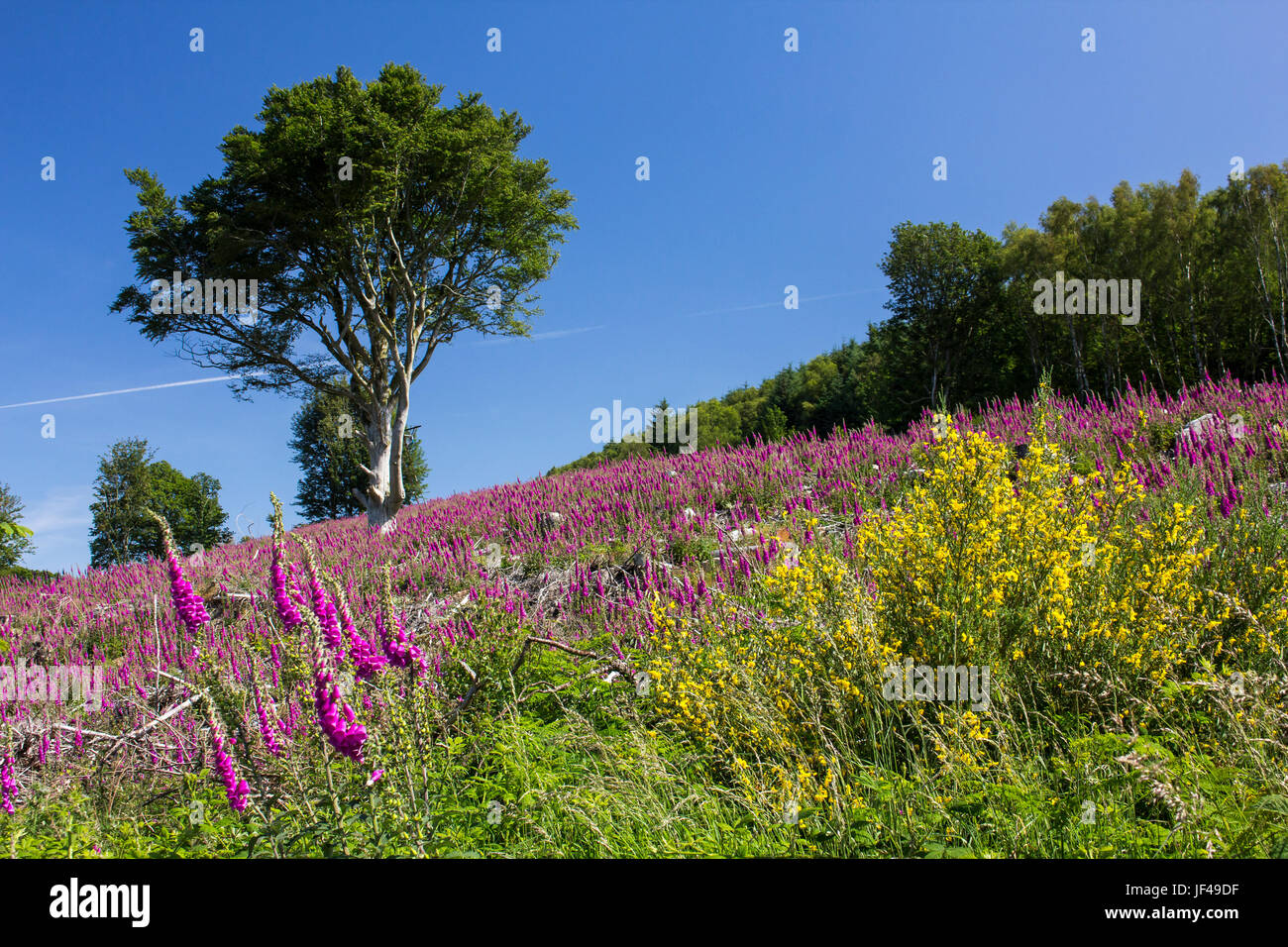 Ein Meer aus lila wie Fingerhut Abdeckung eines Hügels gefällt vor kurzem Wald in Southwick, Dumfries and Galloway, Schottland. Stockfoto