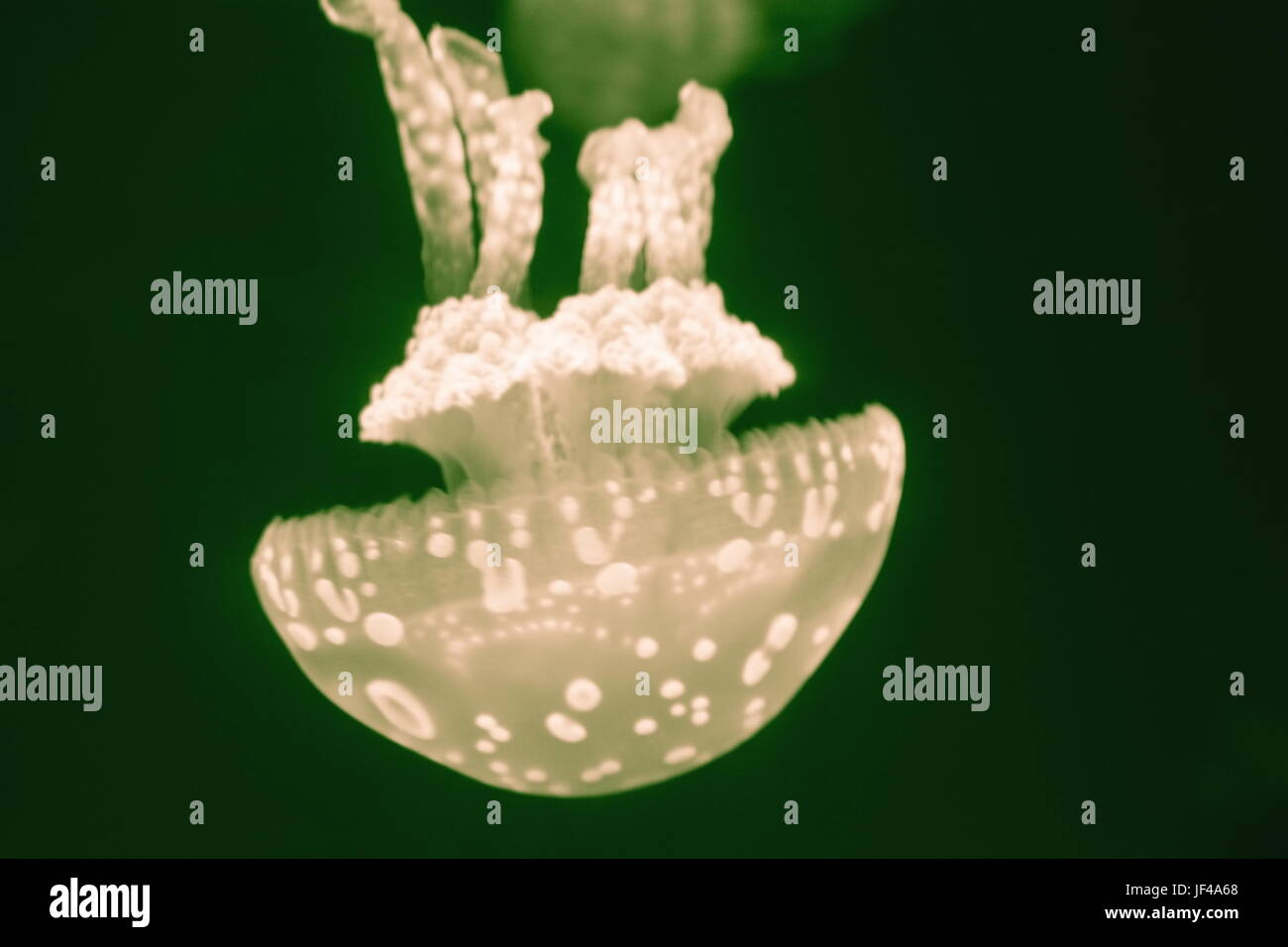 Jelly (Mastigias Papua) entdeckt - ist eine Art von Quallen aus dem Indo-Pazifik. Stockfoto
