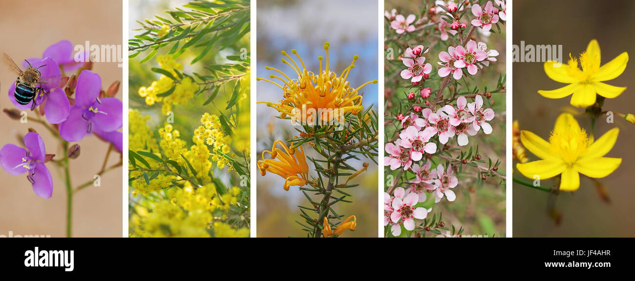 Australische Banner, Panorama Reihe von australischen einheimischen Wildblumen Stockfoto