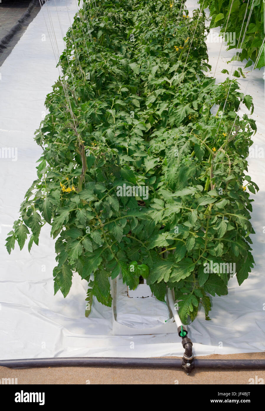 Hydroponischen Anbau von Tomaten im Gewächshaus Stockfoto