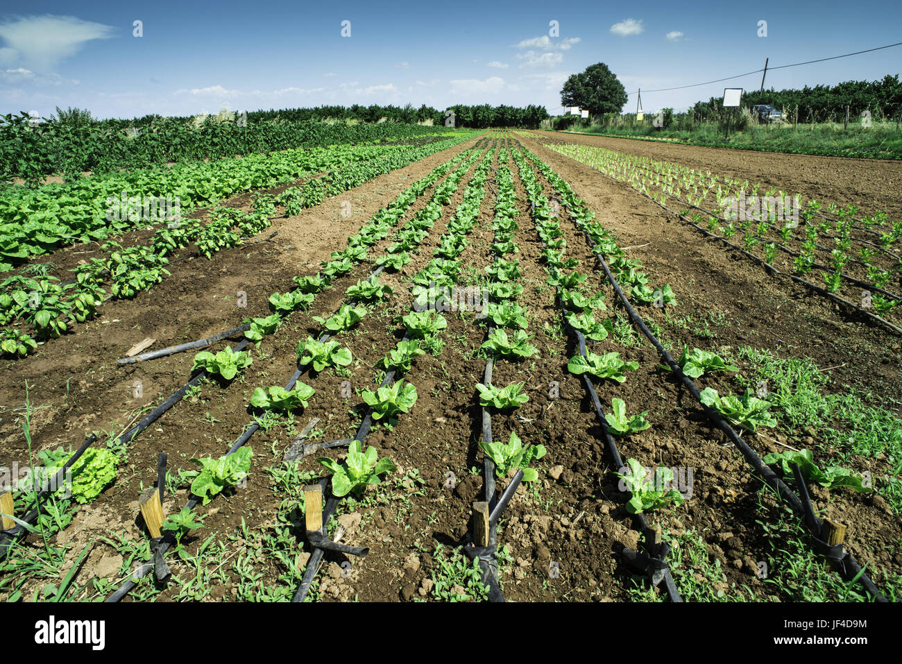 Plantagen mit Salat Stockfoto