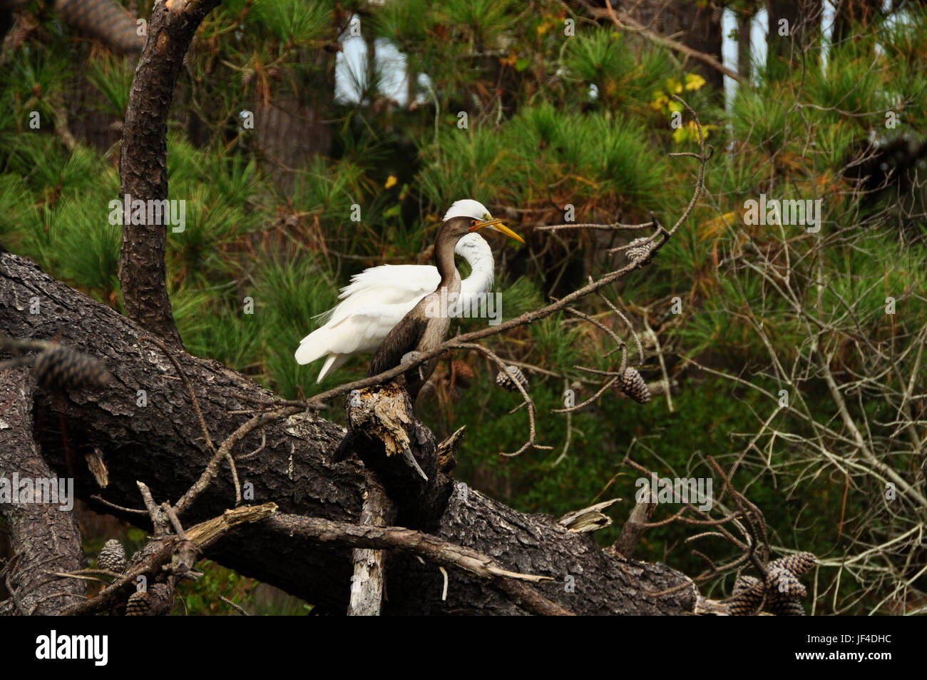 Hier thront am Rande ihrer Fanggründe auf Assateague Island, Virginia Stockfoto