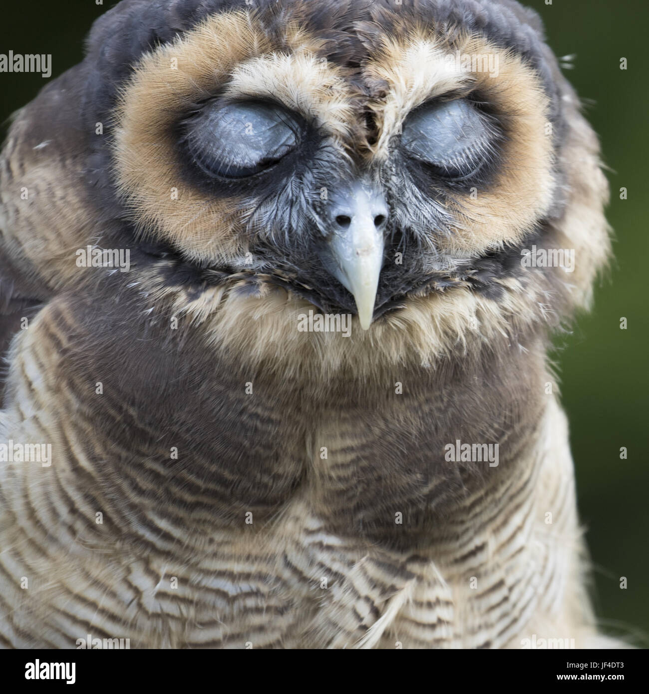 Braunes Holz Eule Stockfoto