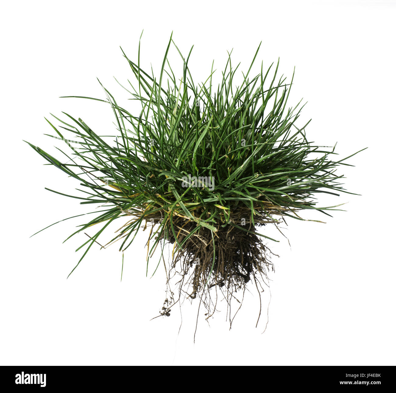Rasen Gras und Erde Stockfoto