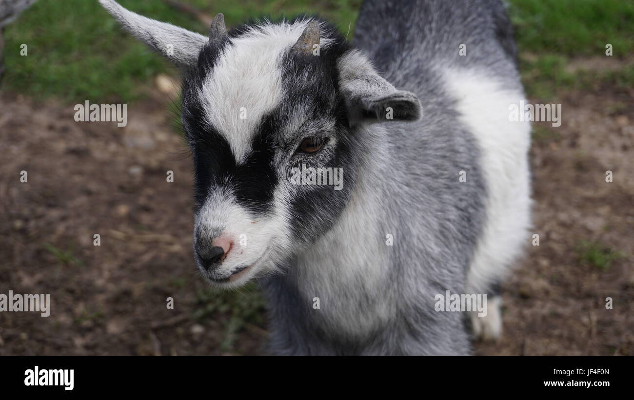 die bescheidene Ziege Stockfoto