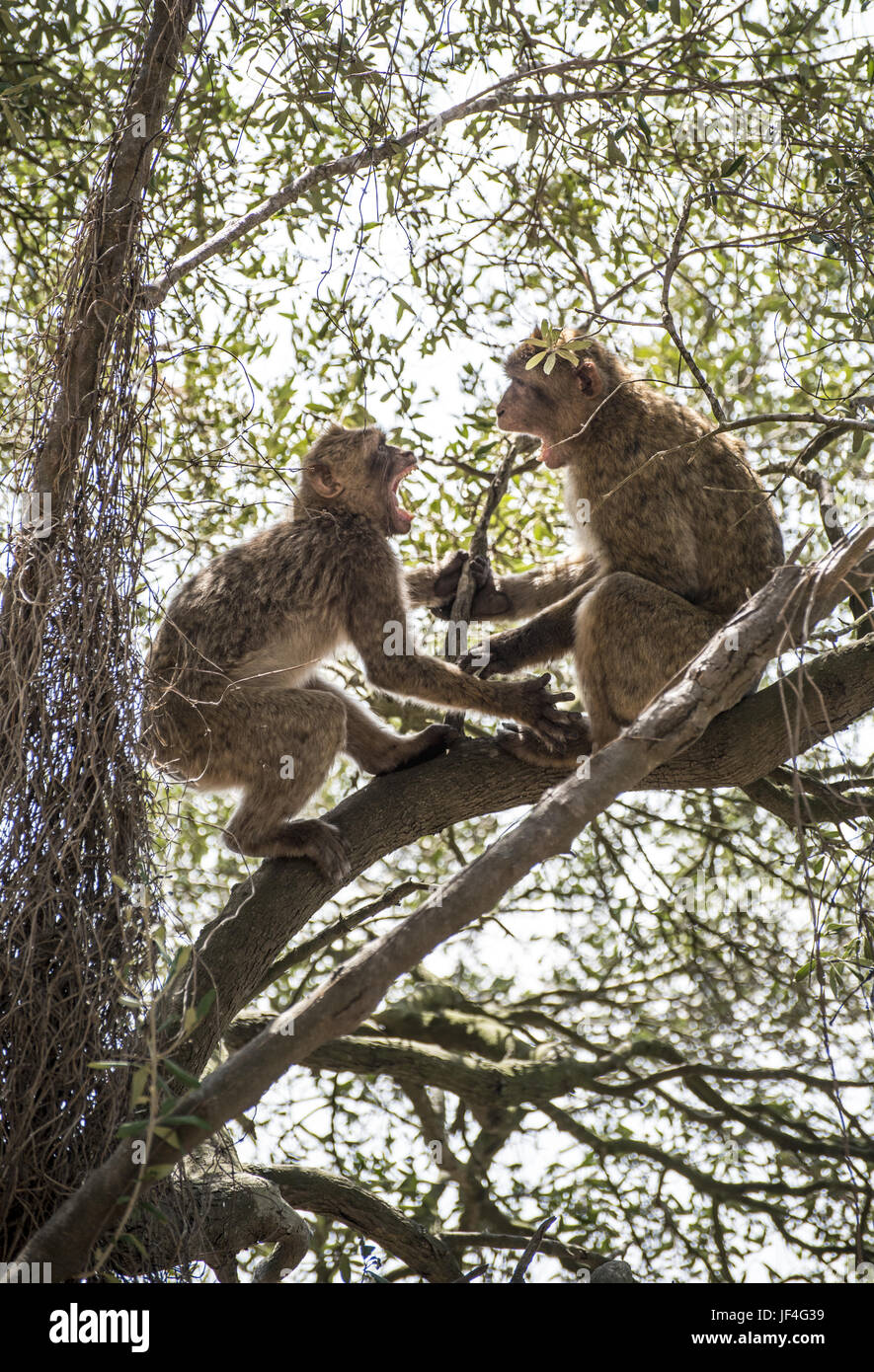 Monkey Kampf Stockfoto