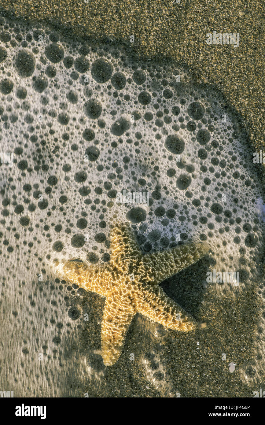 In die Wellen Starfish Stockfoto