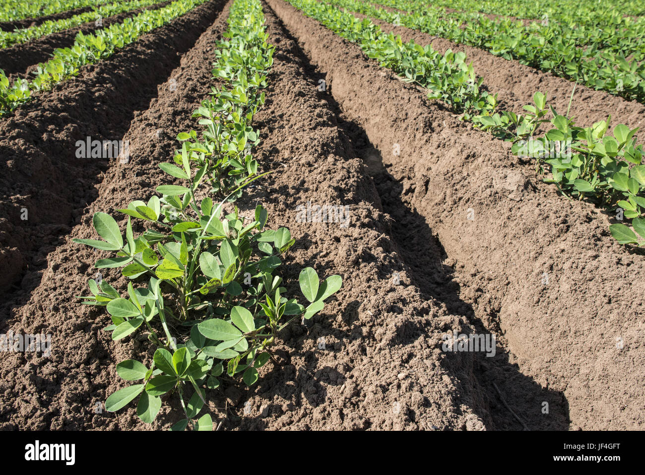 Peanut Plantage Stockfoto