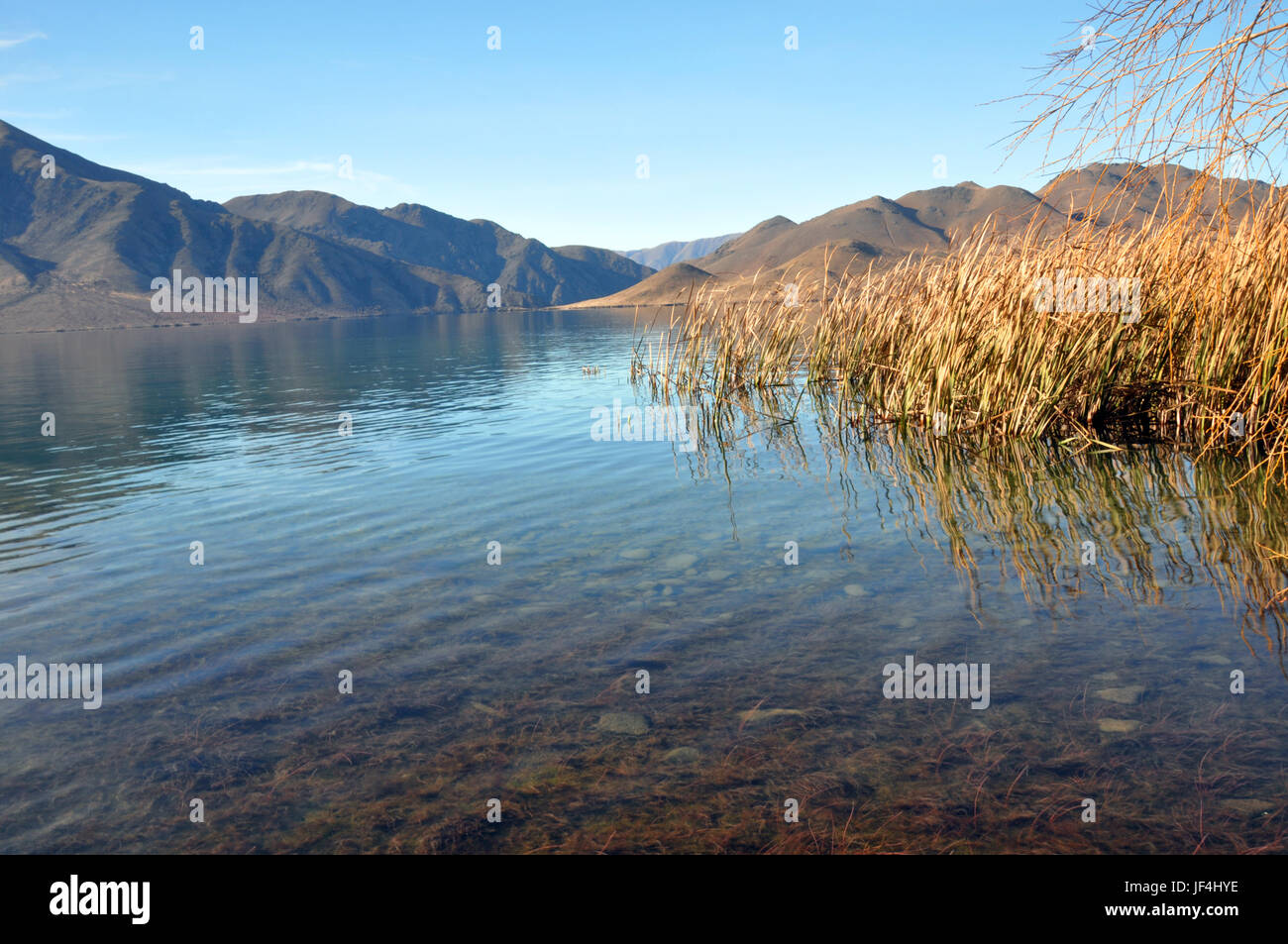 Lake Benmore im Herbst, Otago Neuseeland. Auf der rechten Seite werden die einheimischen Gräsern Raupo genannt. Lake Benmore ist Mann gemacht und sehr beliebt für Ferien und Stockfoto