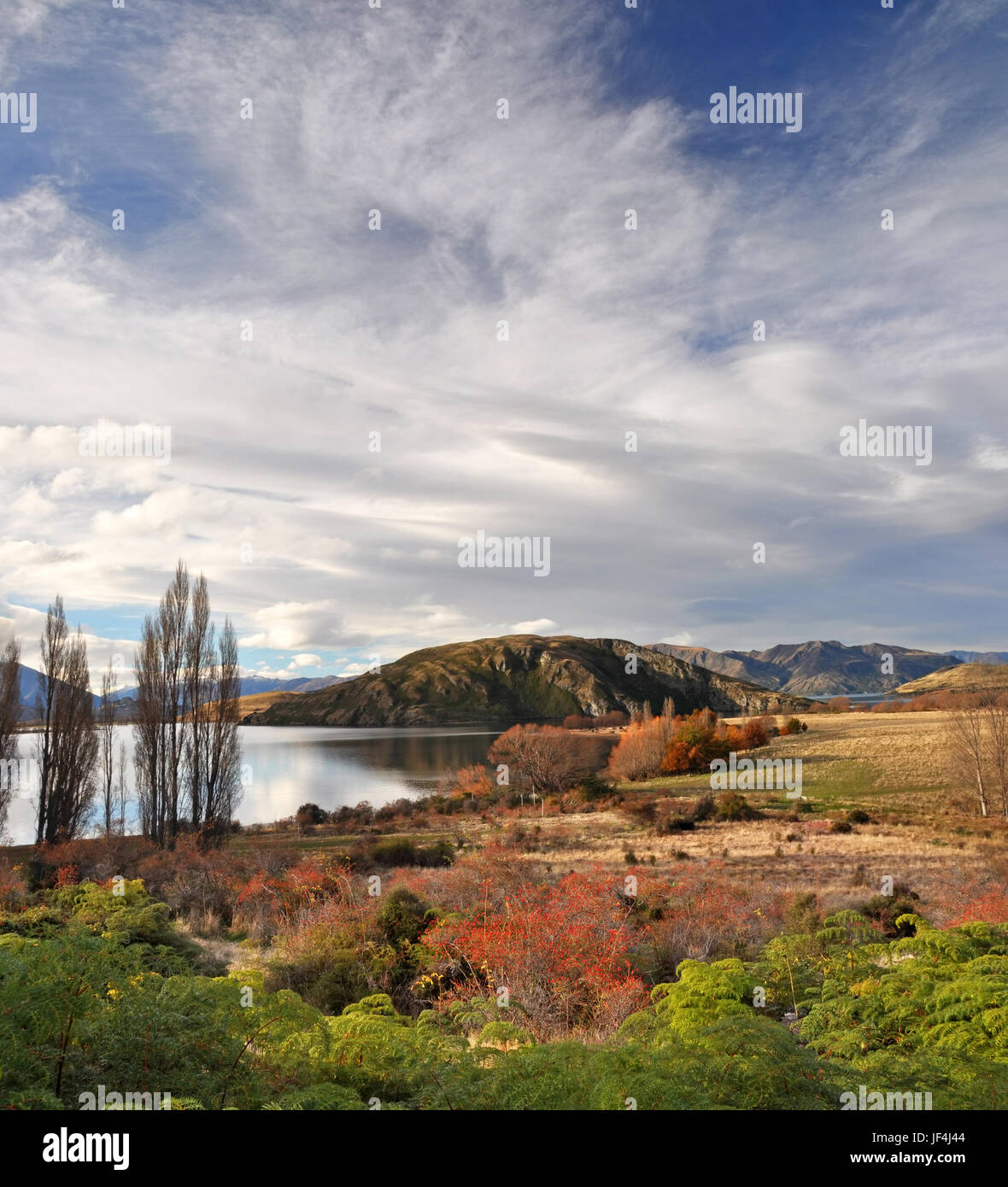 Vertikale Panoramasicht auf See Wanaka im Herbst. Im Vordergrund sind grüne native Farne und roten wilden Hagebutte Büsche. Im Hintergrund ist ein Mobilitätsbranche Stockfoto
