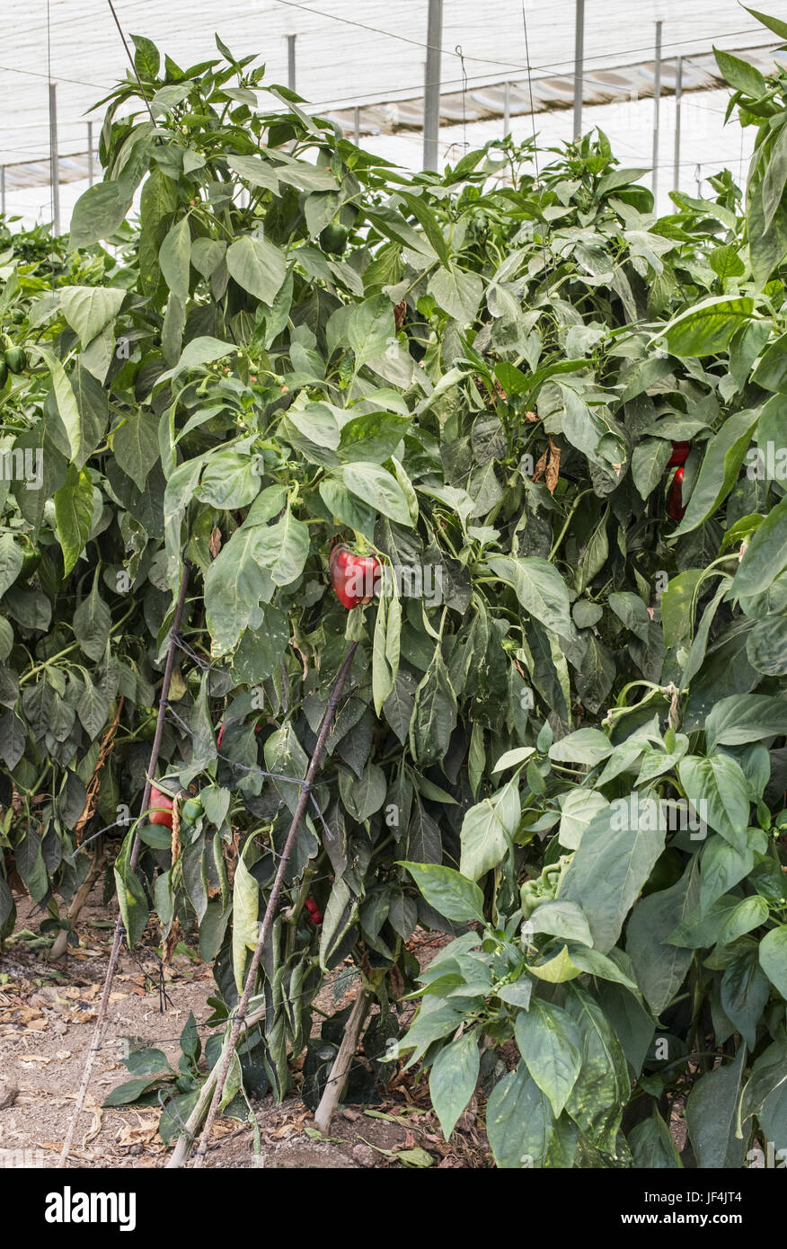 Wachsende Paprika in das Feld Stockfoto