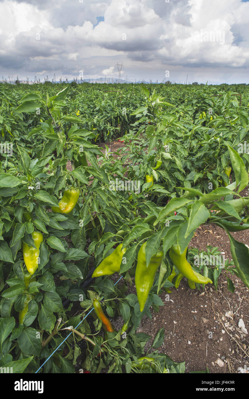 Plantagen der Pfeffer in das Feld Stockfoto