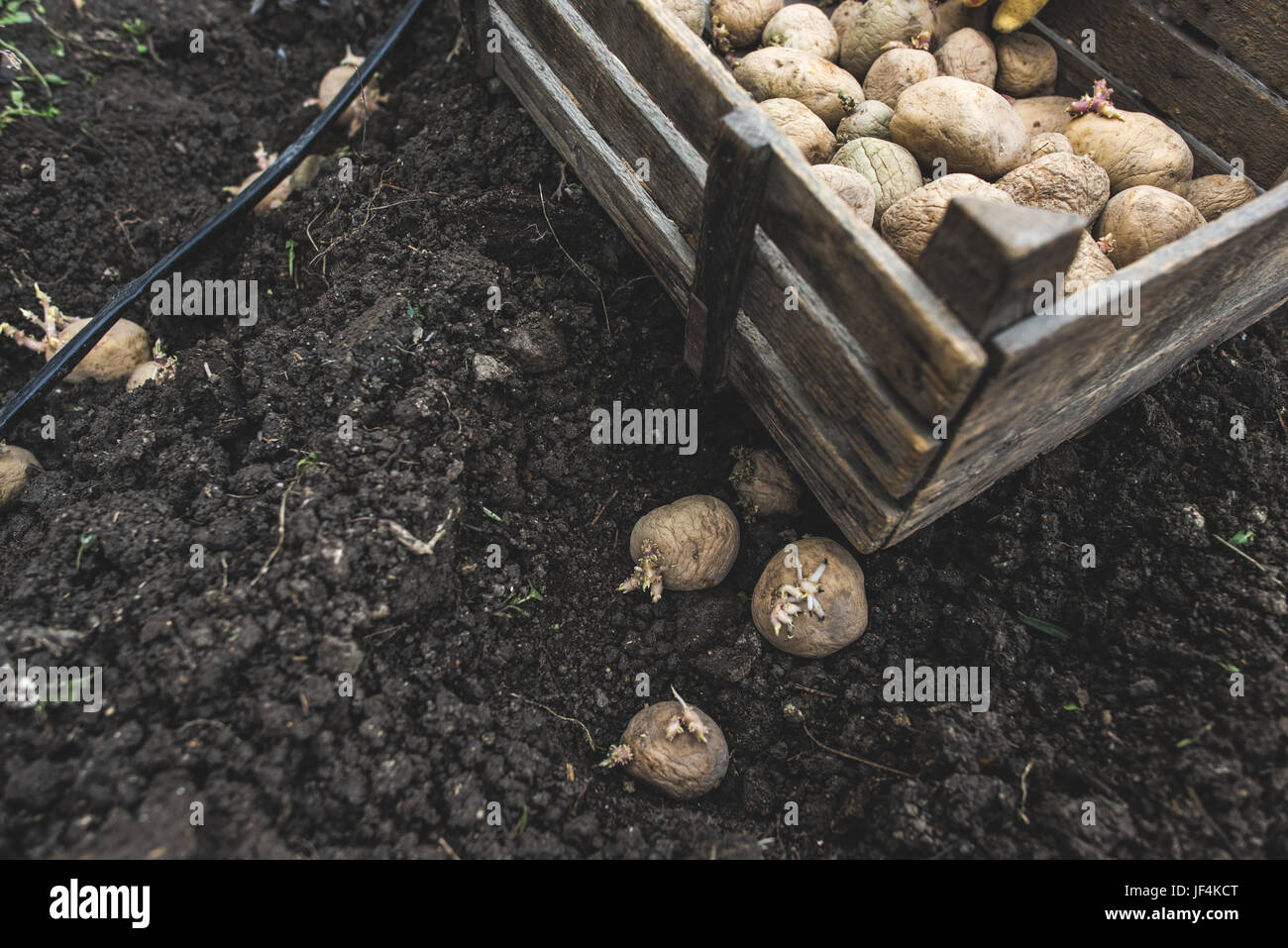 Die Aussaat von Kartoffeln Stockfoto