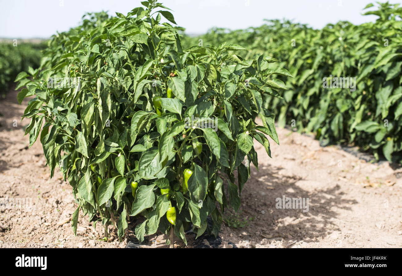 Wachsende Paprika in das Feld Stockfoto
