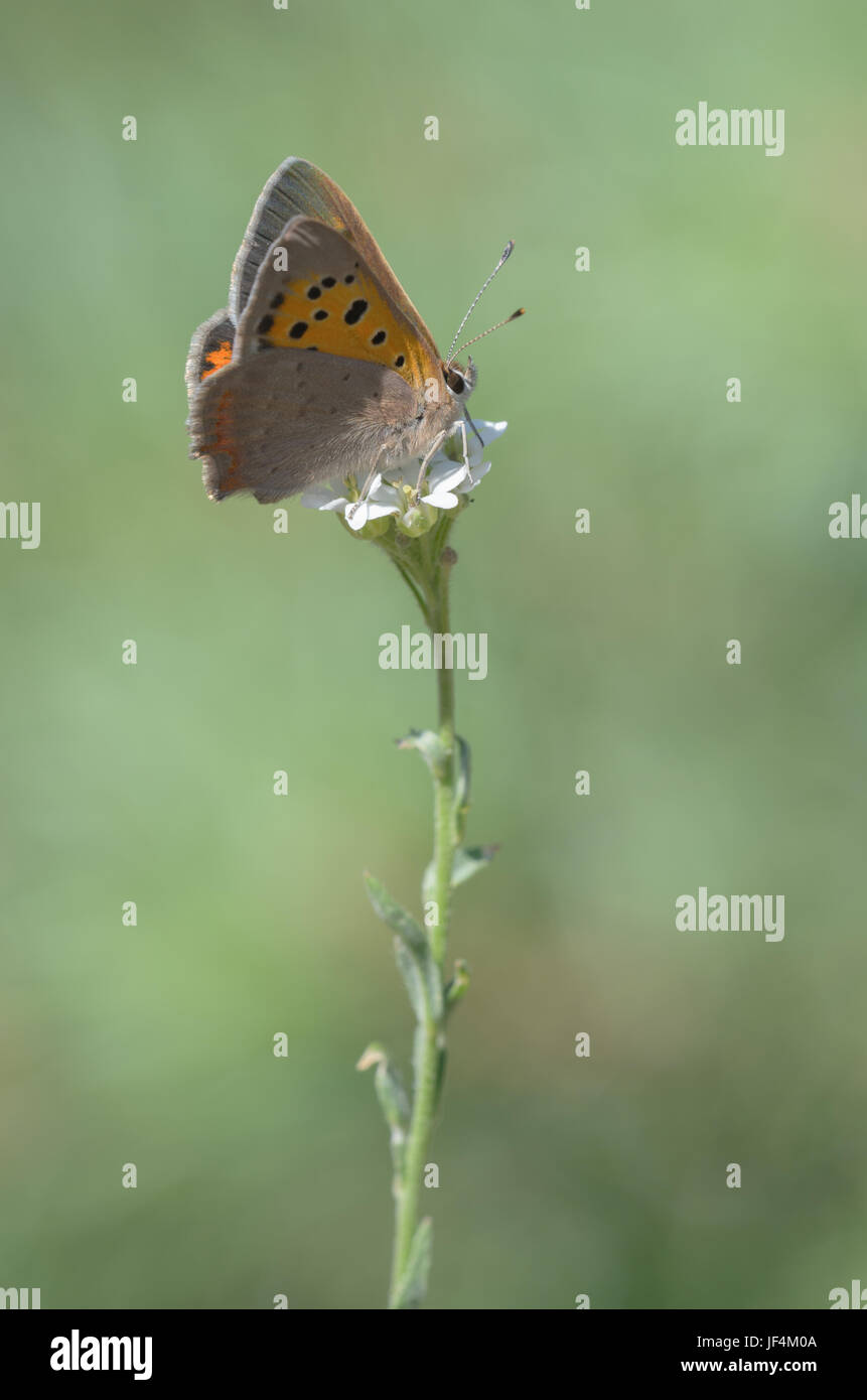 Rußiger Kupfer, Lycaena tityrus Stockfoto