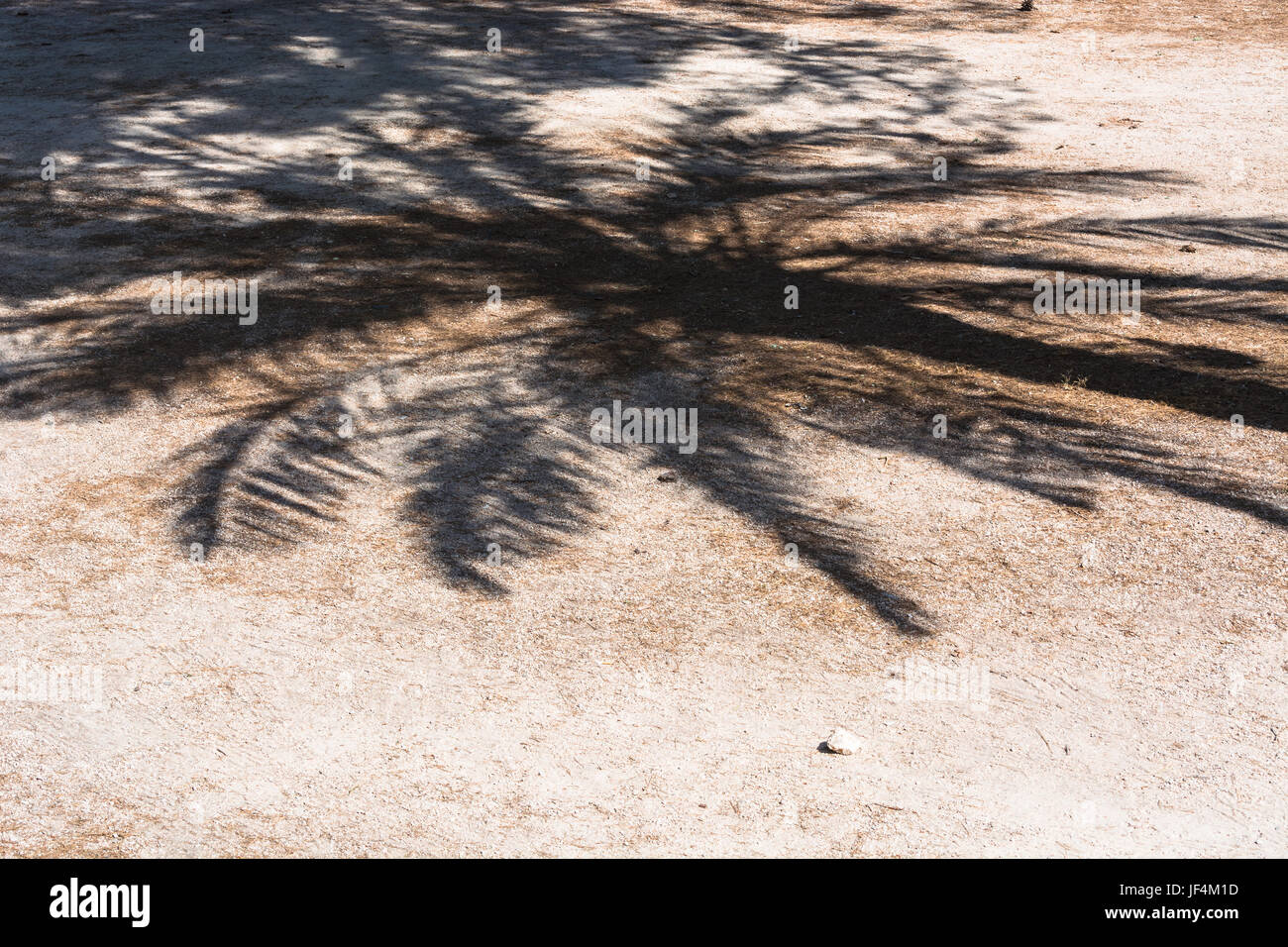 Palm-Schatten fällt auf einem Pfad Stockfoto