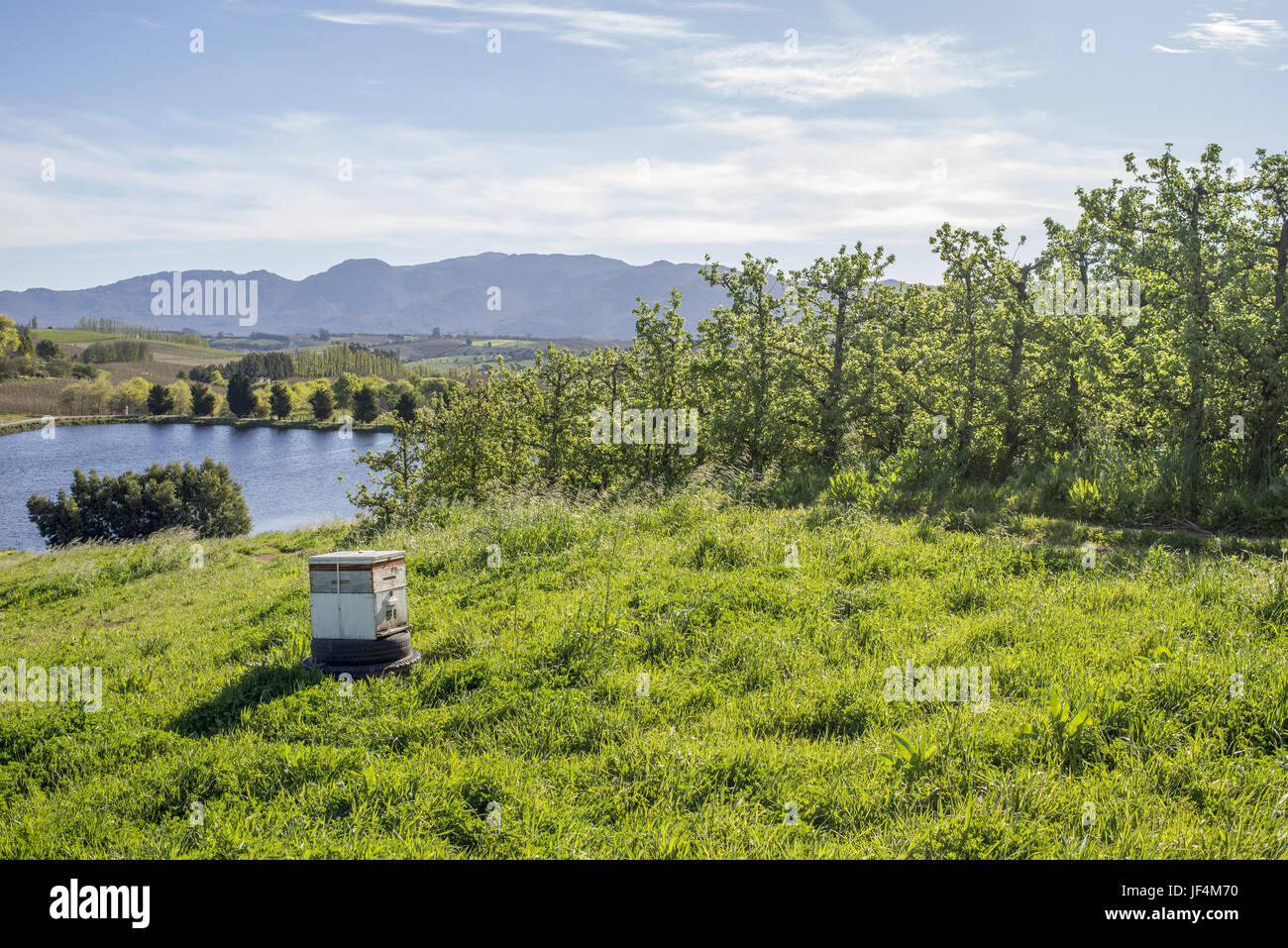 Biene, in der Nähe von Birnbäume Stockfoto
