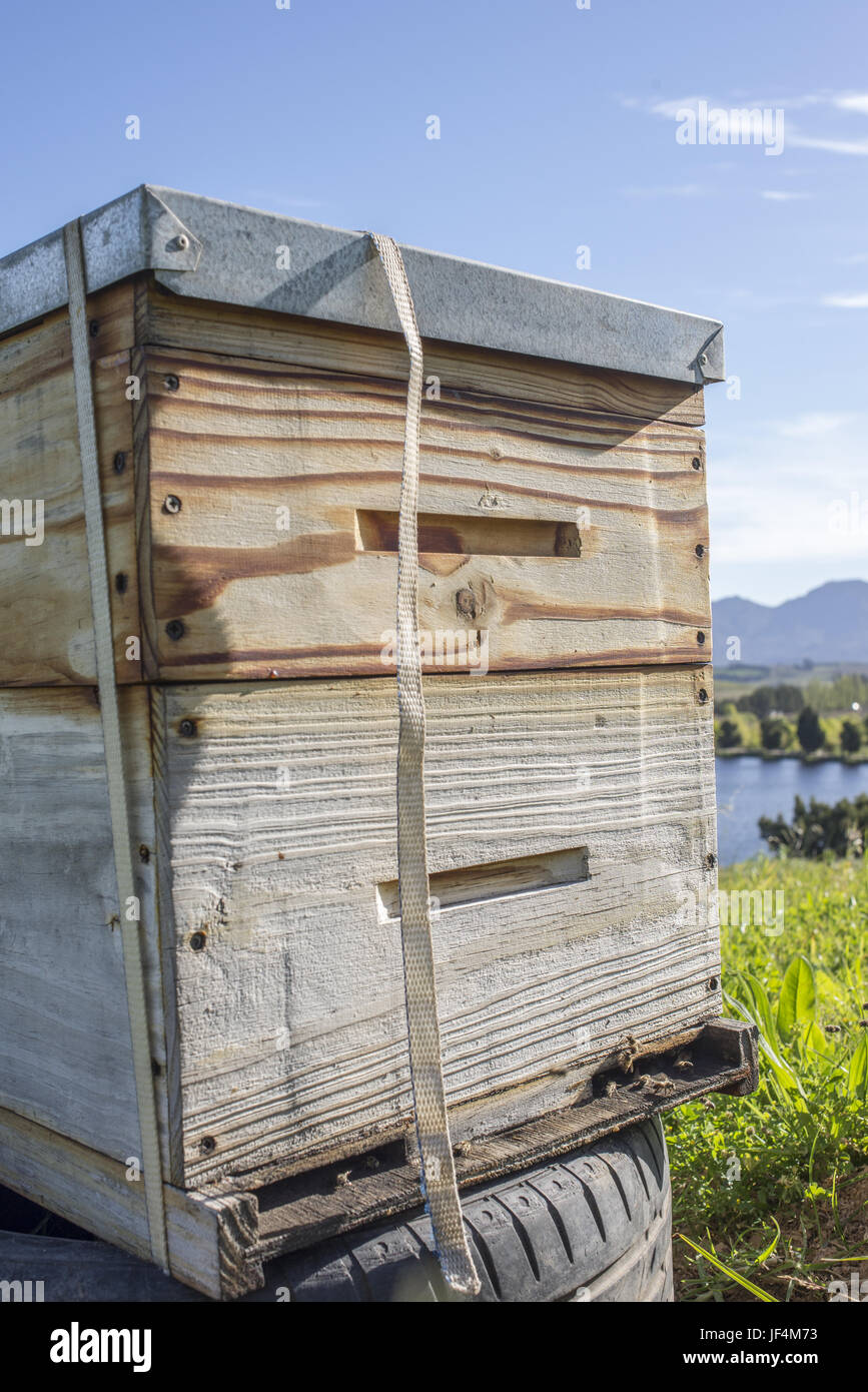 Vorderansicht des Bee Hive Stockfoto