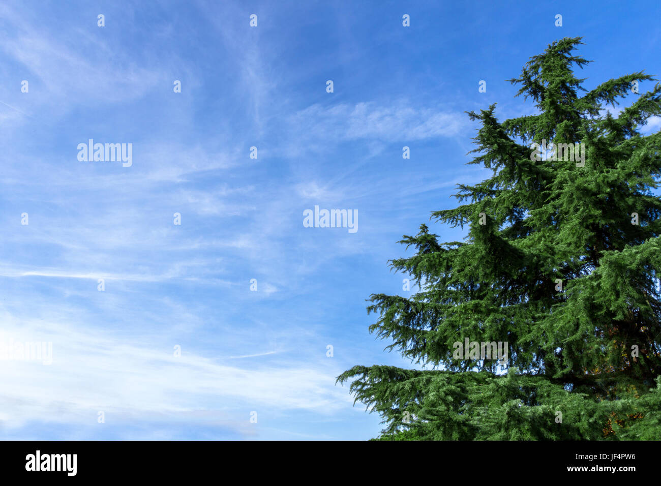 Immergrüner Baum Stockfoto