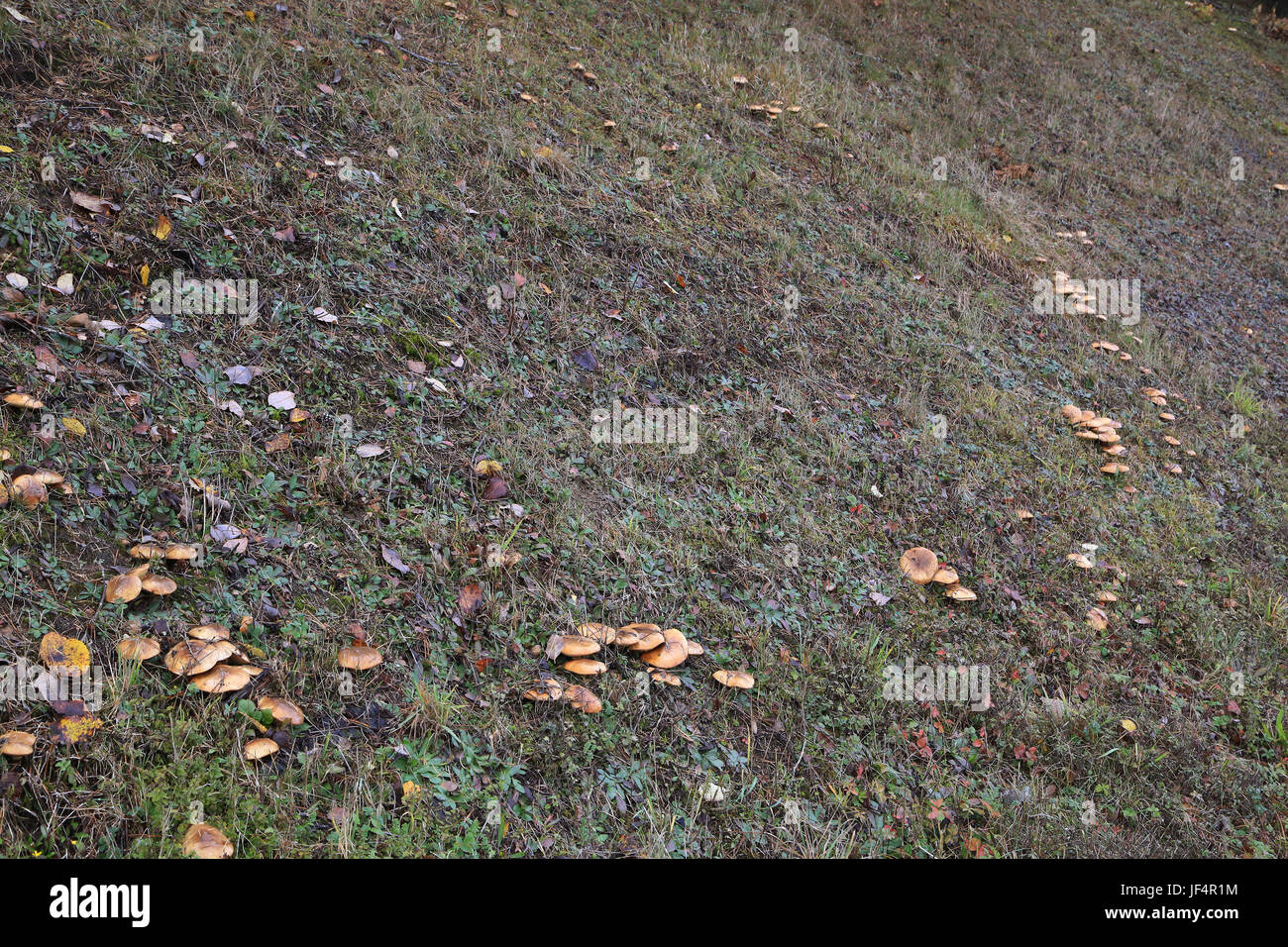 Fairy Ring der rutschigen Jack, suillus luteus Stockfoto