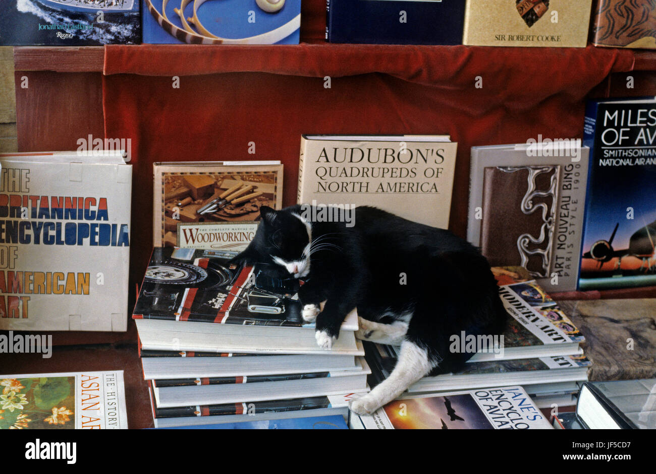 Katze schläft im Schaufenster der Buchhandlung entlang "AVE", in dem U Bezirk Seattle Washington State USA Stockfoto