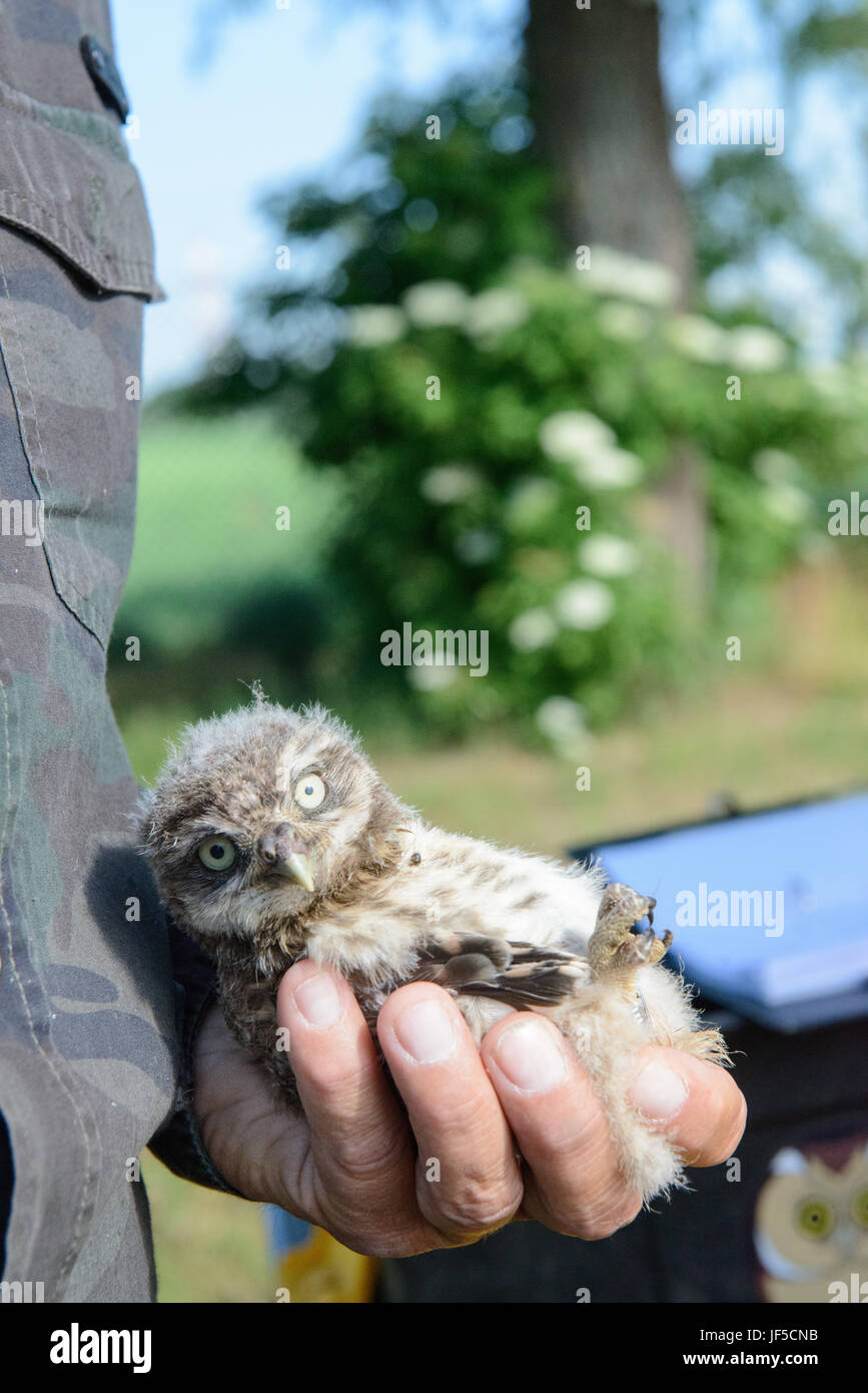 Ehrenamtlich für die belgische Non-Profit-Noctua.org hält ein Steinkauz (Athene Noctua), eines der geschützten Vogelarten nisten auf Chièvres Air Base, Chièvres, Belgien, 31. Mai 2017. (US Armee-Foto von Pierre-Etienne Courtejoie) Stockfoto