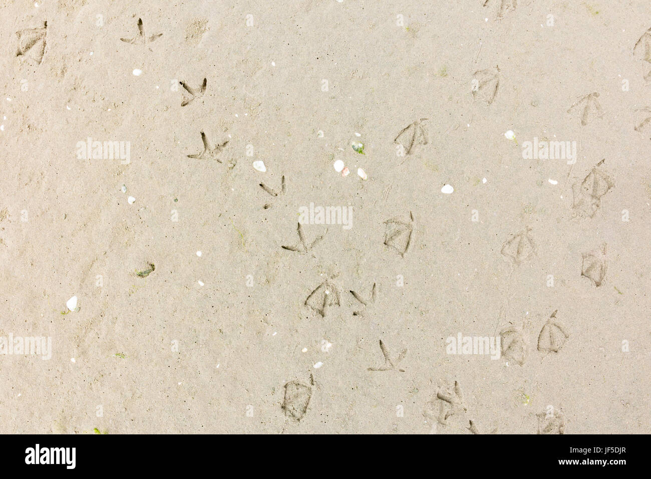 Strecken des Fußes Drucke des Gehens Seevögel mit Schwimmhäuten im Sand am Strand, Niederlande Stockfoto
