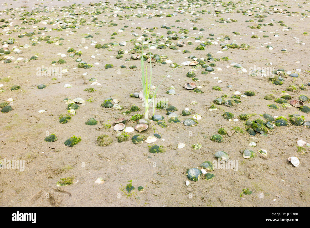 Sand mit Muscheln und Jungpflanze Dünengebieten Gras wächst am Strand am Meer, Niederlande Stockfoto
