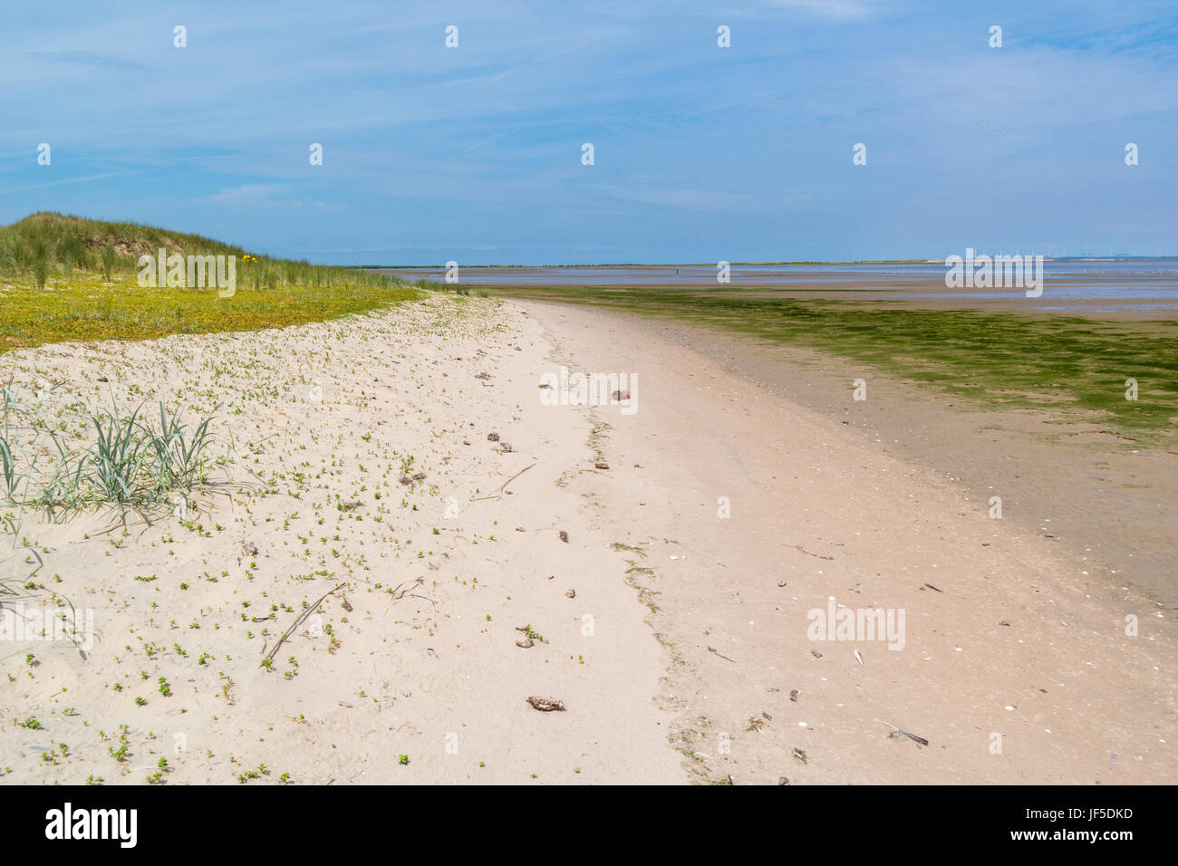 Küste mit Düne, Rasen, Sand und Watt bei Ebbe in der Nähe von Rotterdam, Niederlande Stockfoto