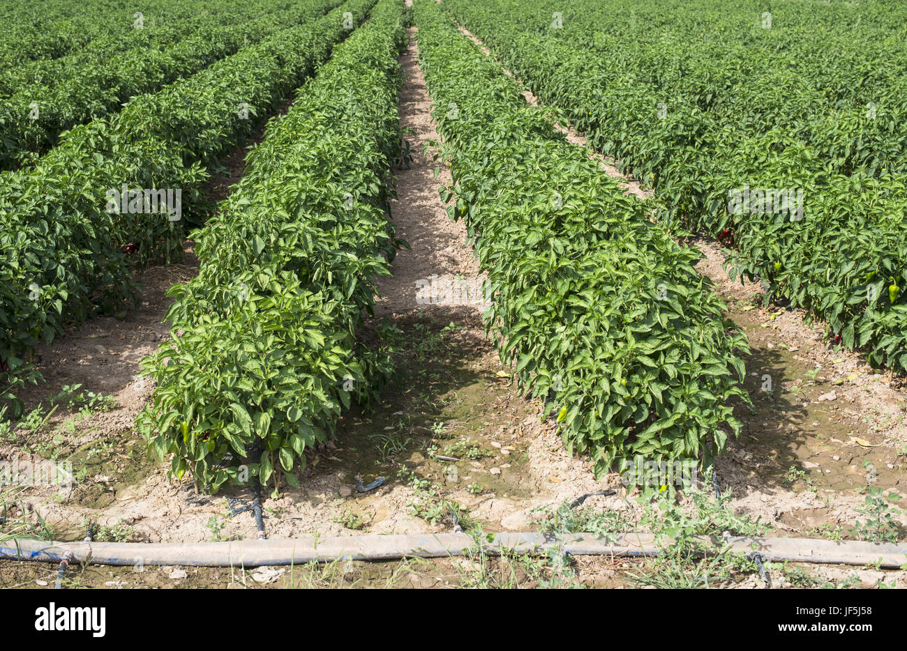 Wachsende Paprika in das Feld Stockfoto