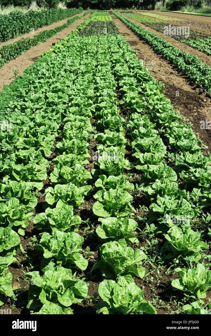 Plantagen mit Salat Stockfoto