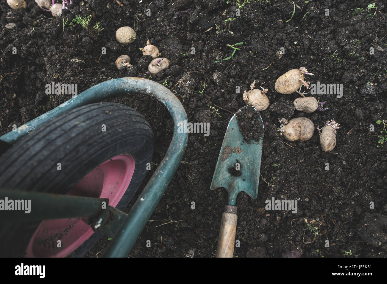 Die Aussaat von Kartoffeln Stockfoto