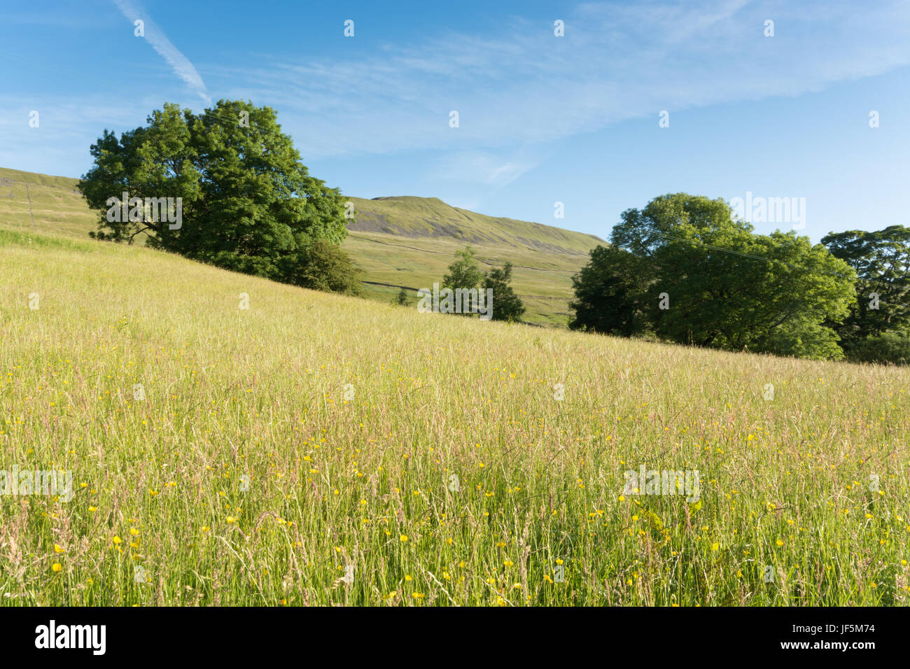 Mähwiese und Wherside Stockfoto