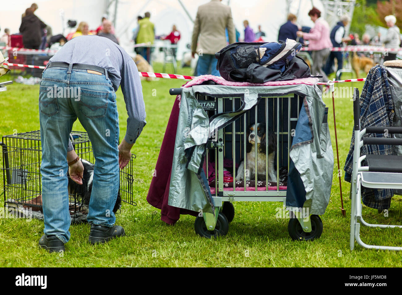 Hunde in Käfig am Dogshow in Llangollen, Wales Stockfoto