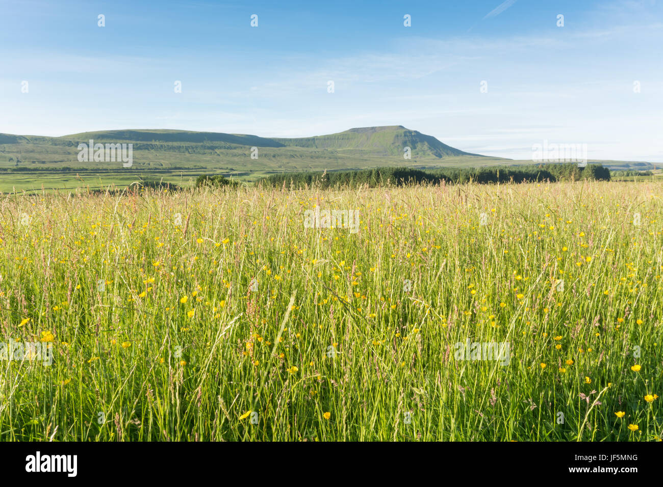 Wiesen und Ingleborough Stockfoto
