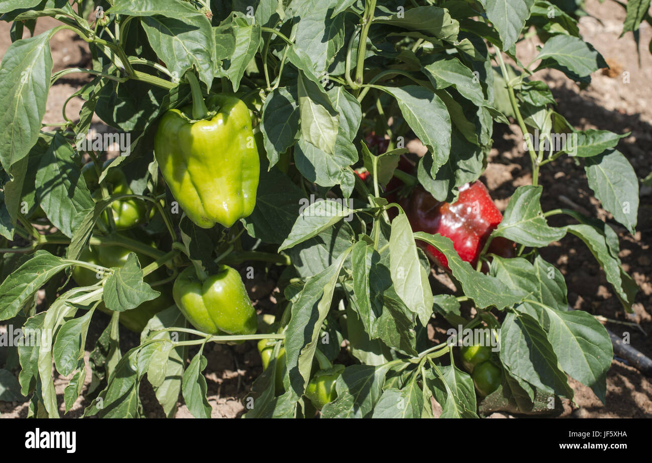 Wachsende Paprika in das Feld Stockfoto