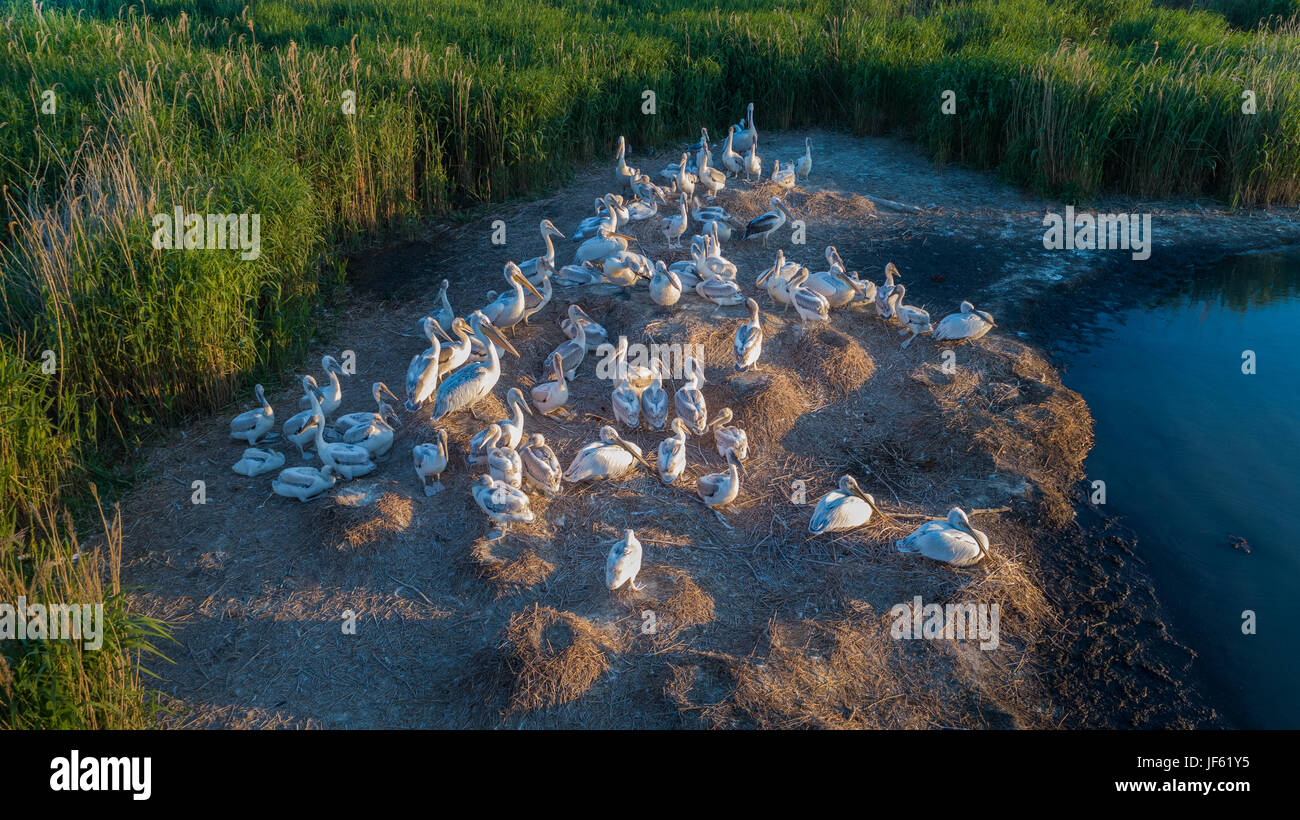 dalmatinische Pelikane (Pelecanus Crispus) im Donaudelta Rumäniens. Luftbild mit Drohne. Stockfoto