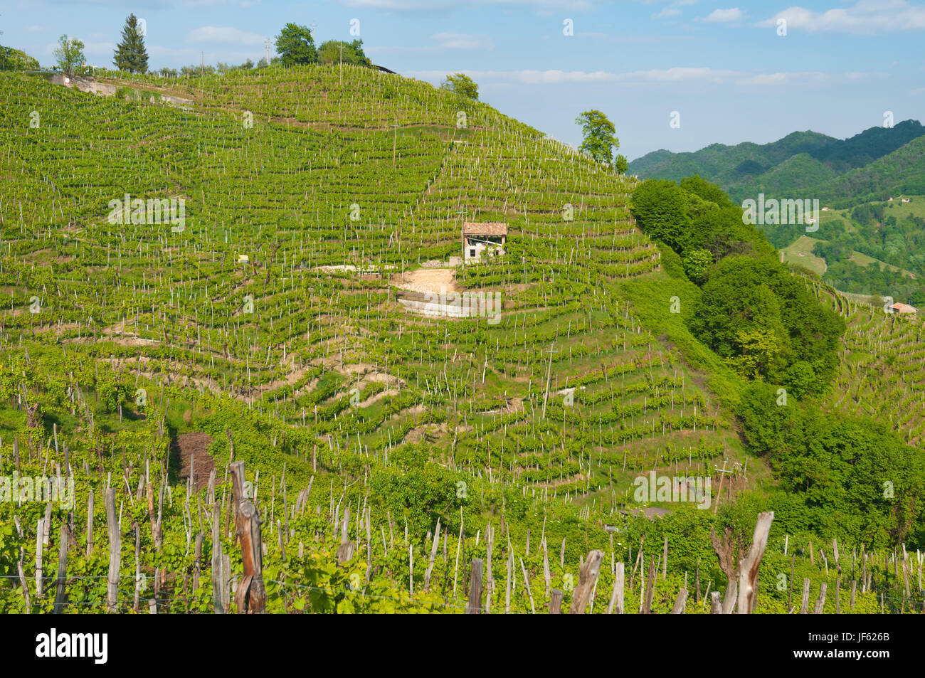 Weinberge im Frühjahr auf dem Valdobbiadene Hügeln, Italien. 30. April 2017 übernommen. Stockfoto