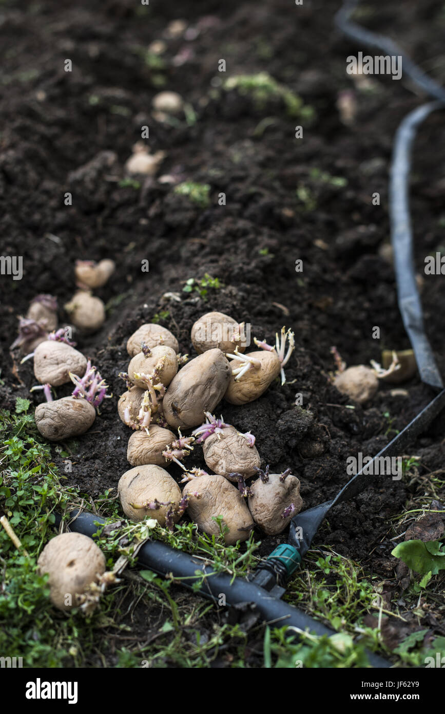 Die Aussaat von Kartoffeln Stockfoto