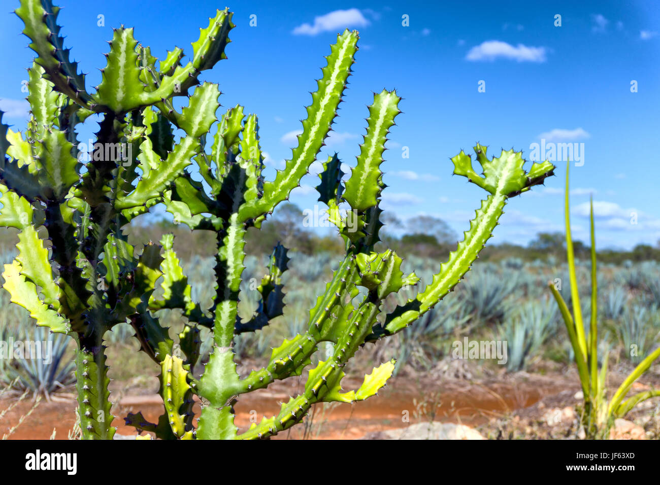 Grüner Kaktus in einem Feld von Agave in Valladolid, Mexiko Stockfoto