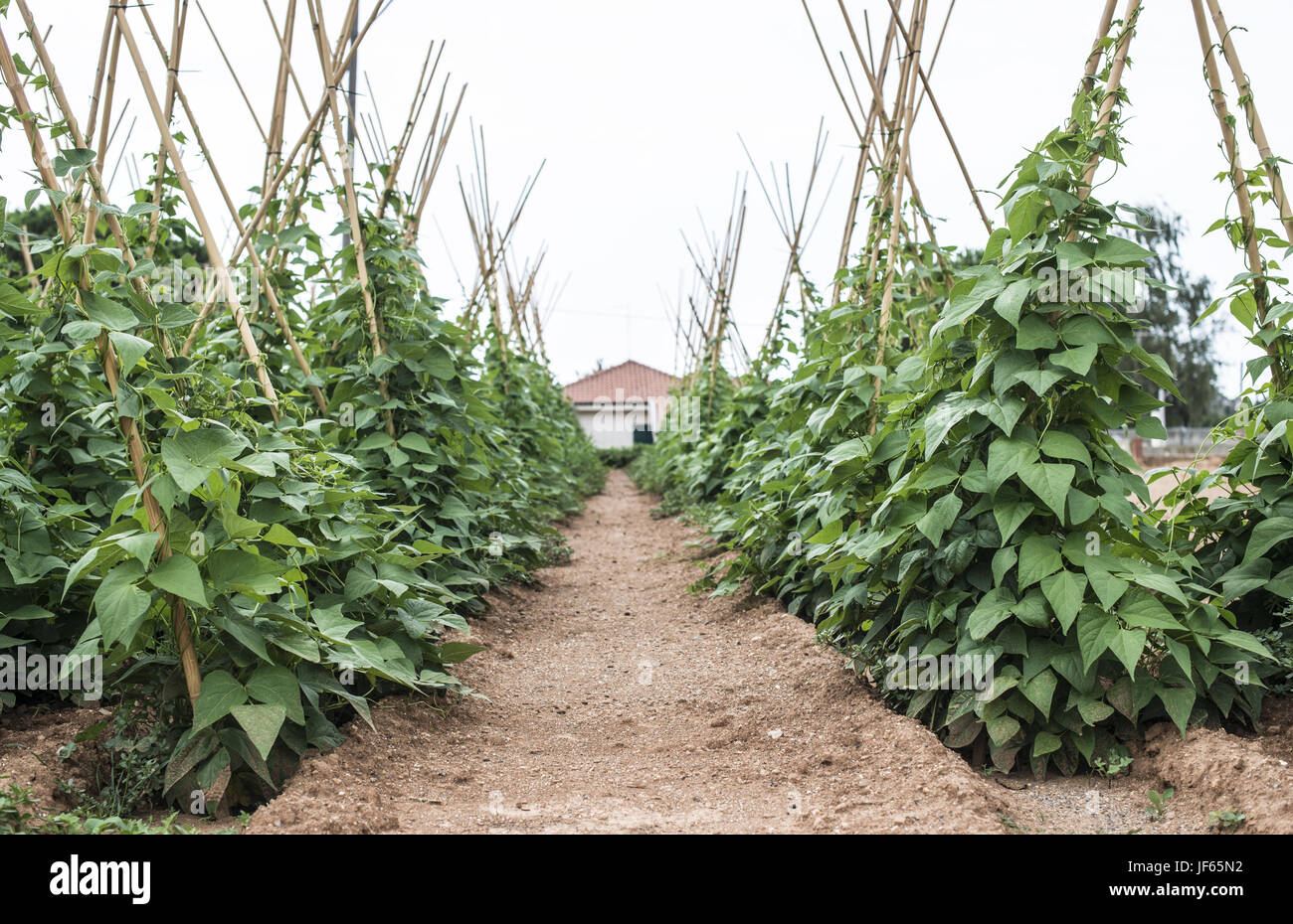 Pflanzen mit grünen Bohnen auf dem eingereicht Stockfoto