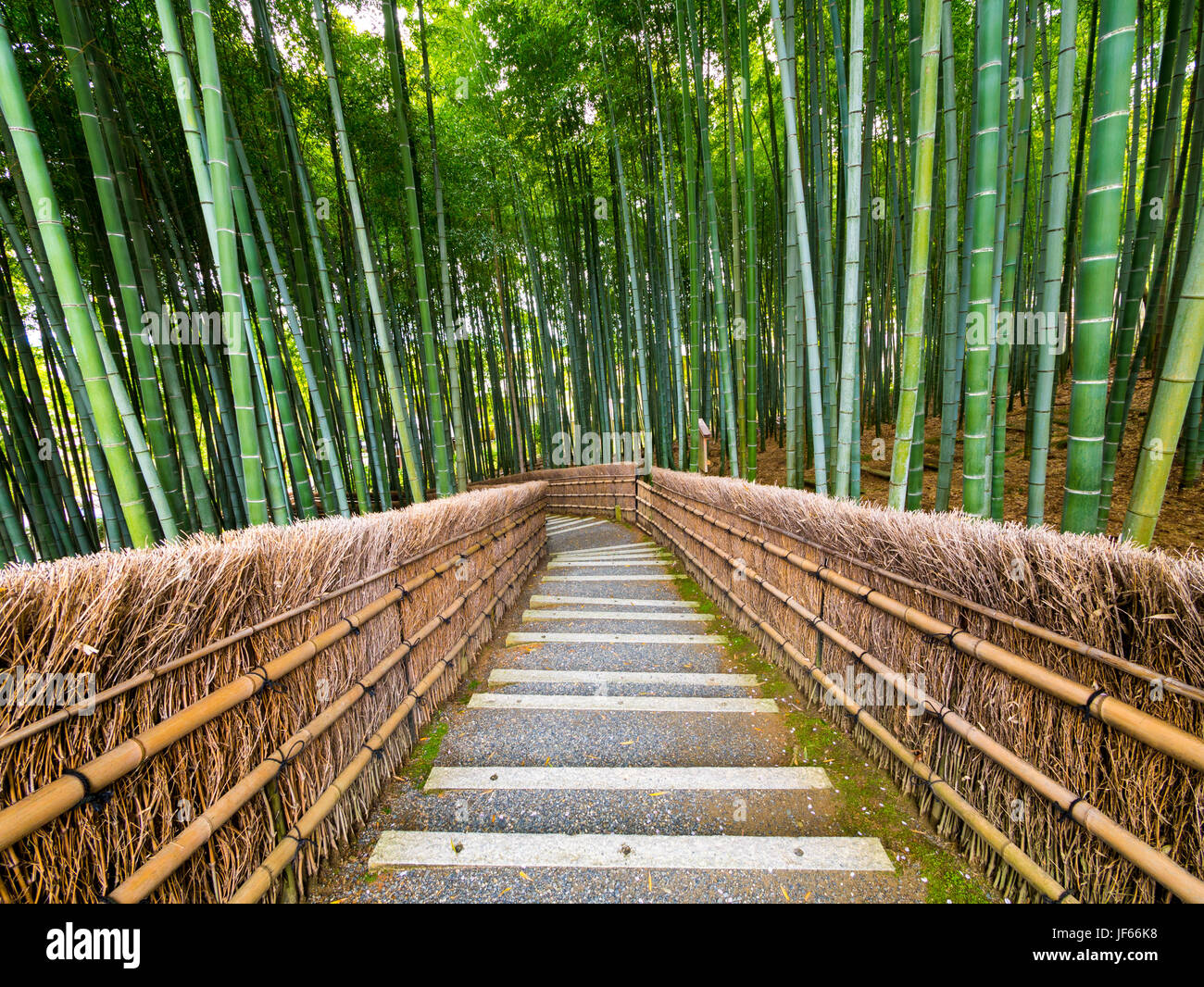 Pfad zum Bambus Wald, Arashiyama, Kyoto, Japan Stockfoto