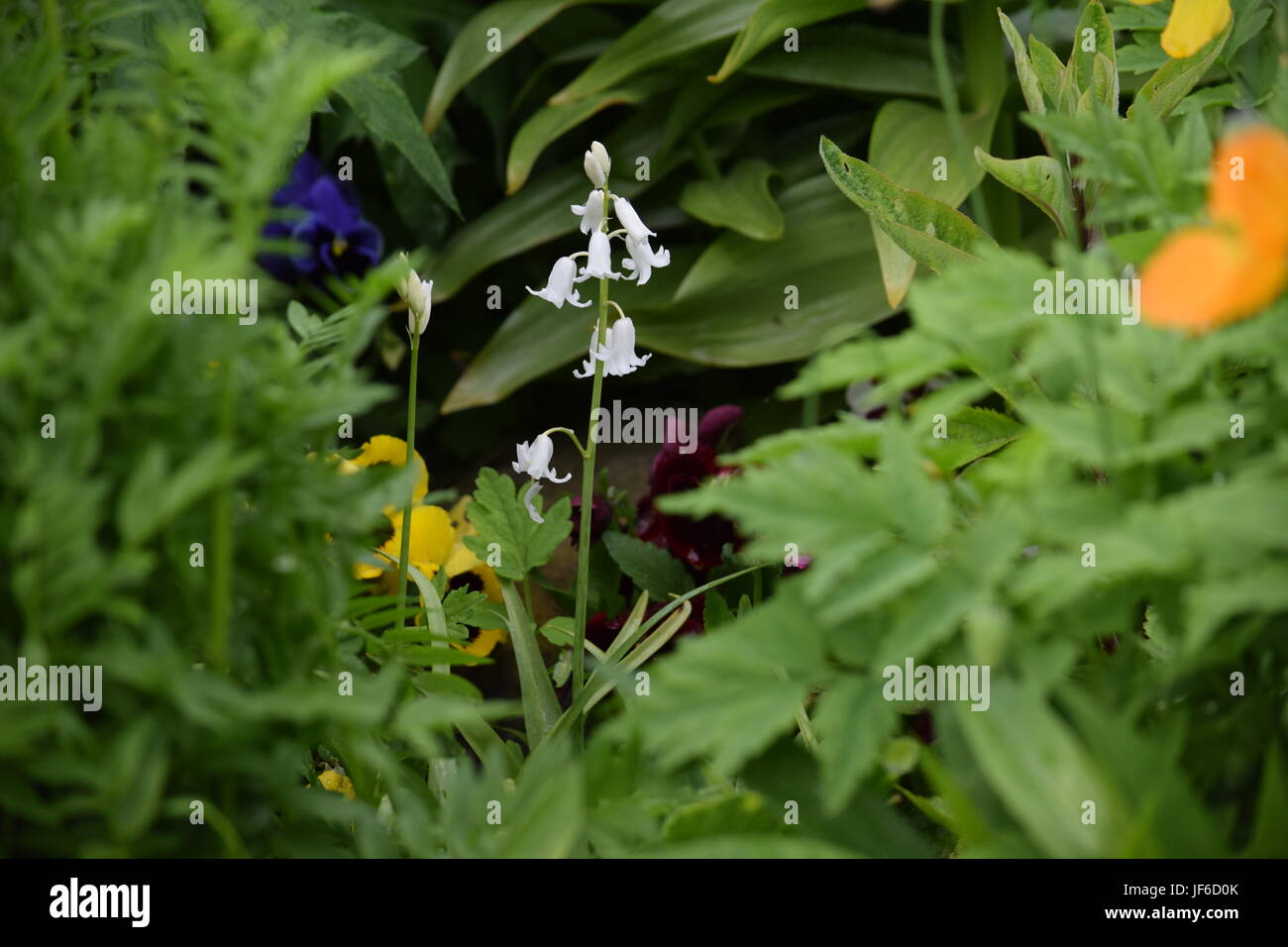 Kleine weiße Blume Stockfoto