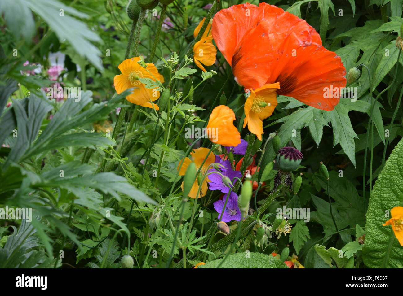 Schottische Land Garten Riesen Mohn Stockfoto
