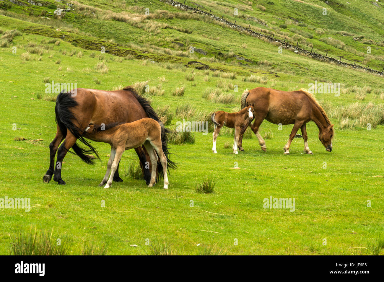 Wunderschöne Welsh Mountain Pony(s) mit Spanferkel Fohlen frei herum entlang Blaen-Y-Nant grüne Weiden auf der Snowdonian Halbinsel. Nord-Wales Stockfoto
