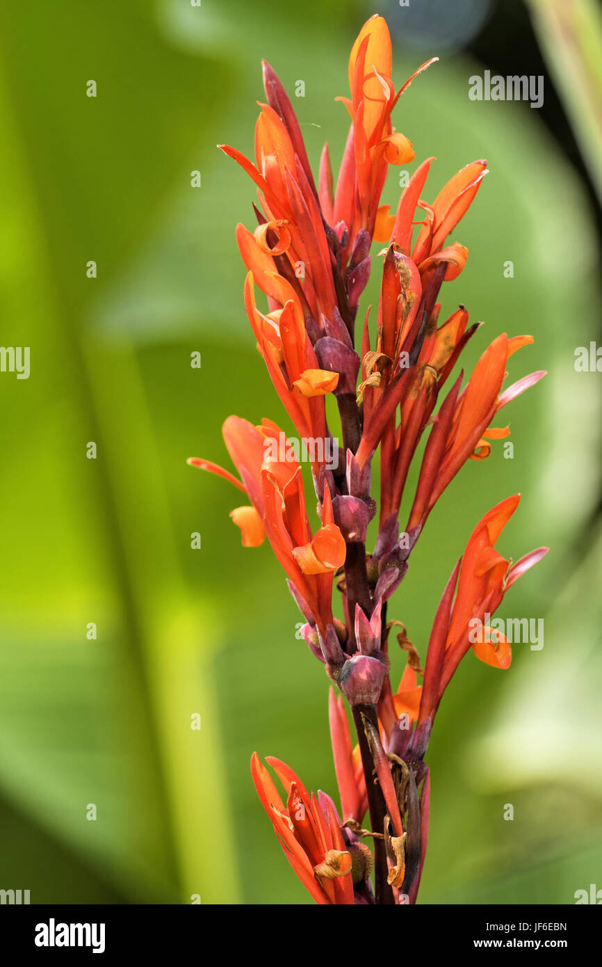 Canna indica Stockfoto