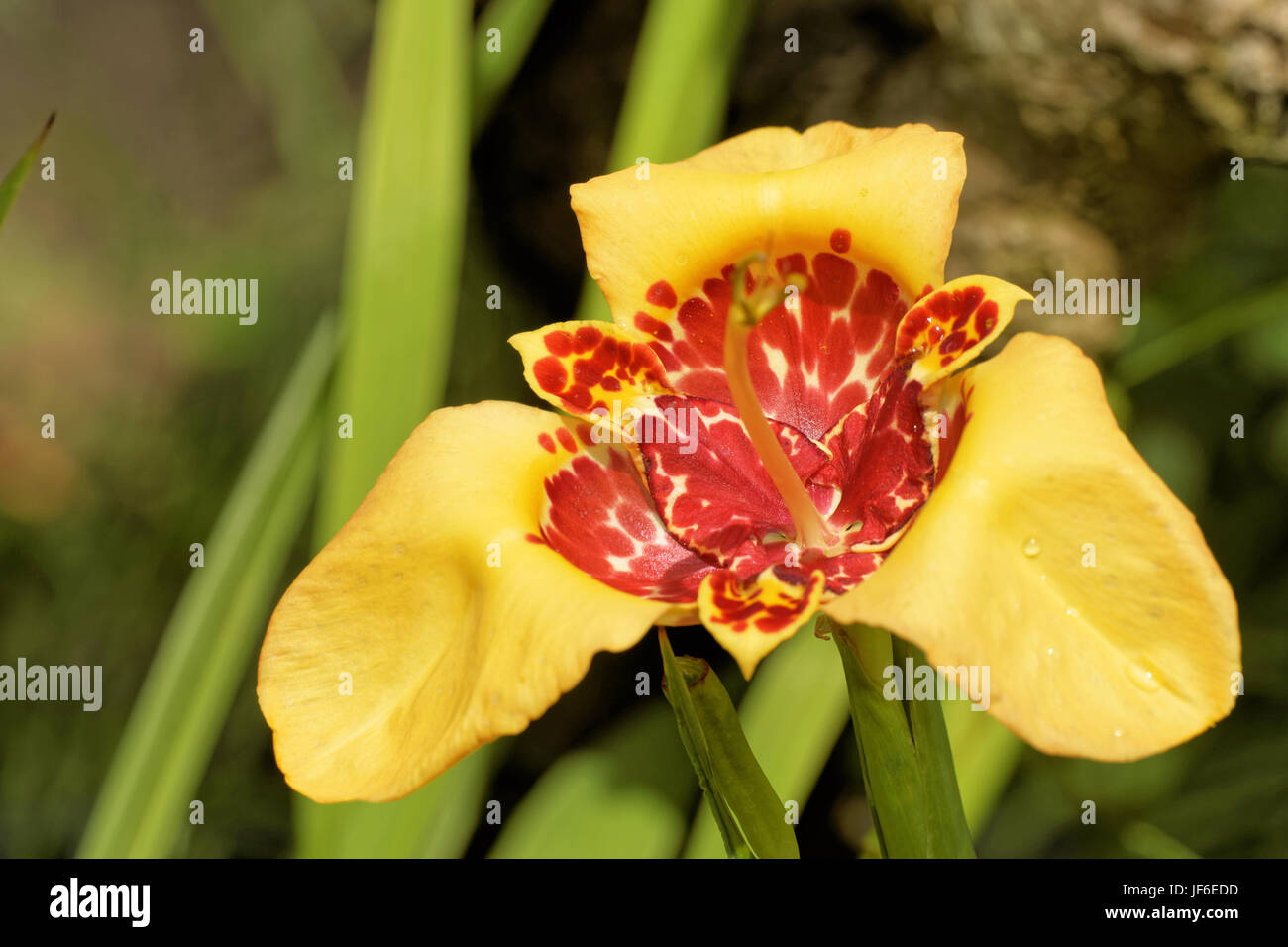 Tigridia pavonia Stockfoto